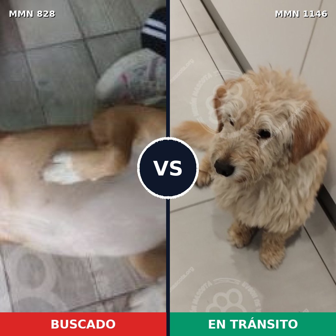 Comparativa MMS 17051: mascota perdida y mascota encontrada, 89% de similitud
