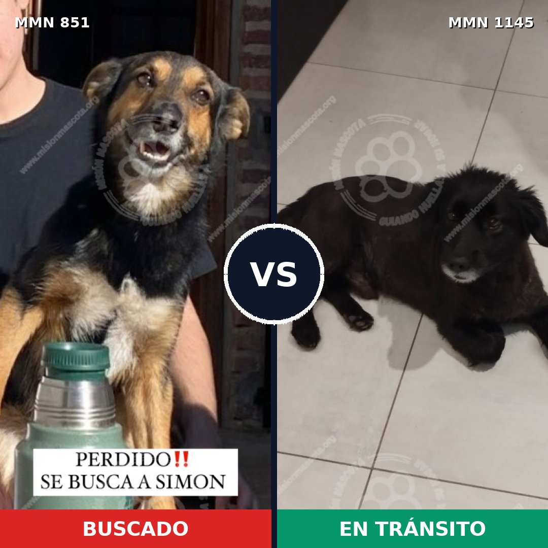 Comparativa MMS 17056: mascota perdida y mascota encontrada, 88% de similitud