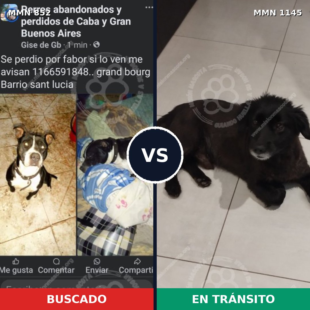 Comparativa MMS 17059: mascota perdida y mascota encontrada, 58% de similitud