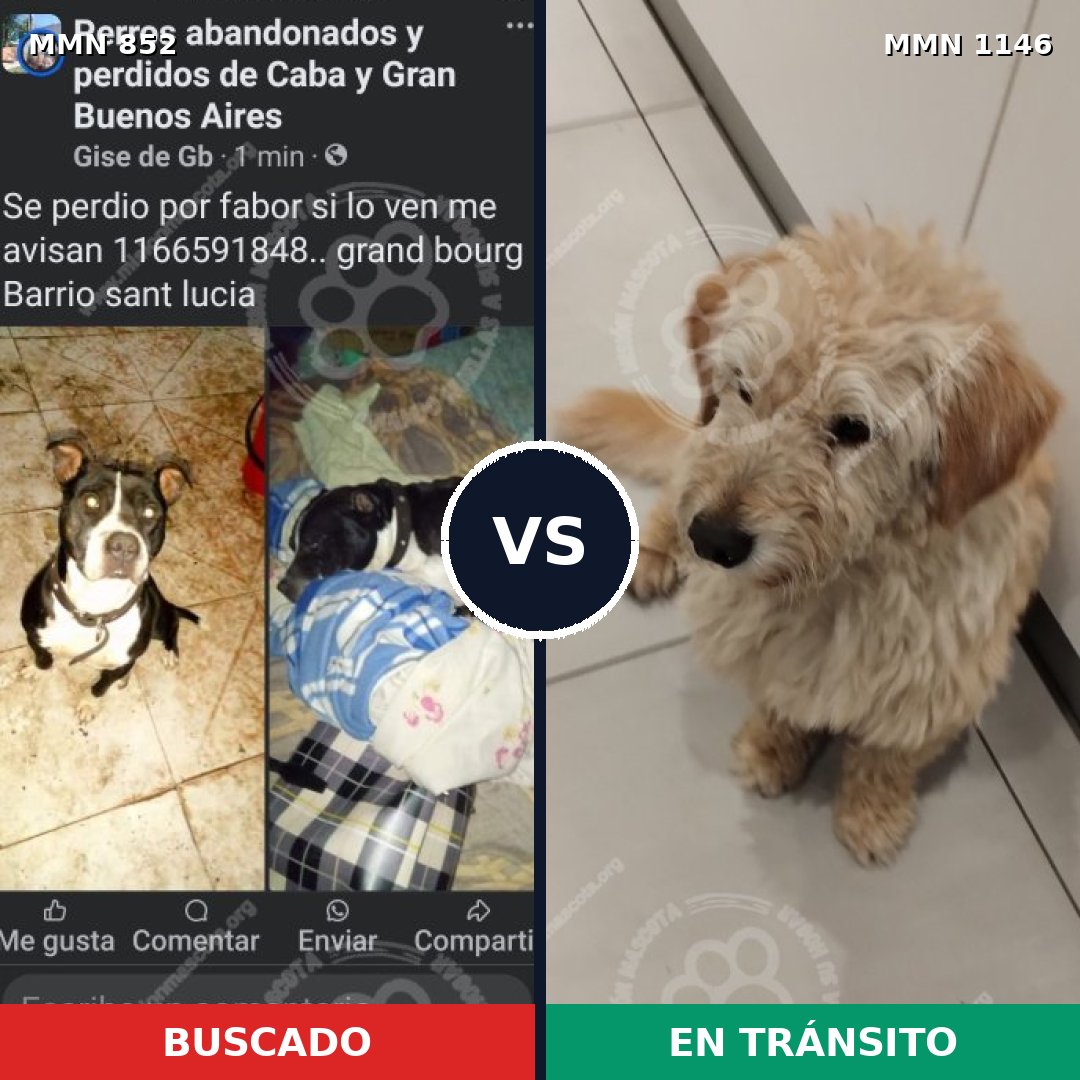 Comparativa MMS 17060: mascota perdida y mascota encontrada, 36% de similitud