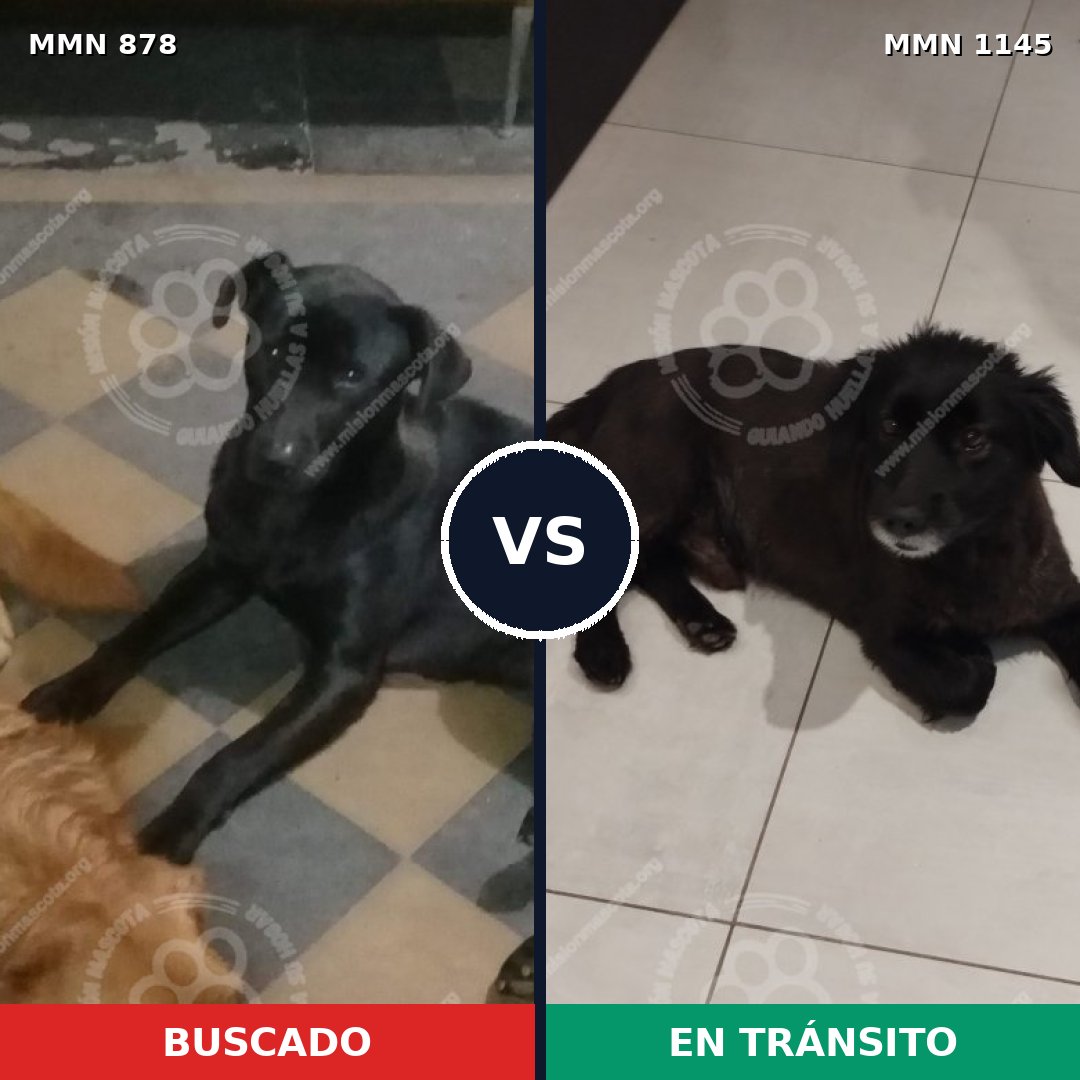 Comparativa MMS 17068: mascota perdida y mascota encontrada, 61% de similitud