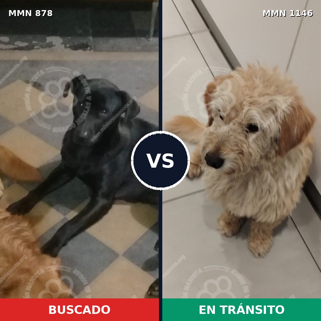 Comparativa MMS 17069: mascota perdida y mascota encontrada, 49% de similitud