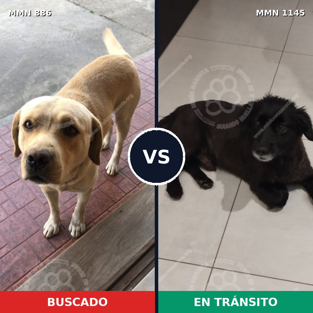 Comparativa MMS 17071: mascota perdida y mascota encontrada, 43% de similitud