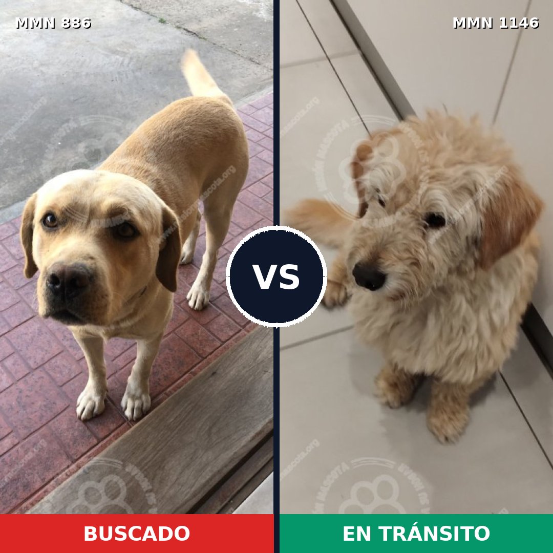 Comparativa MMS 17072: mascota perdida y mascota encontrada, 43% de similitud