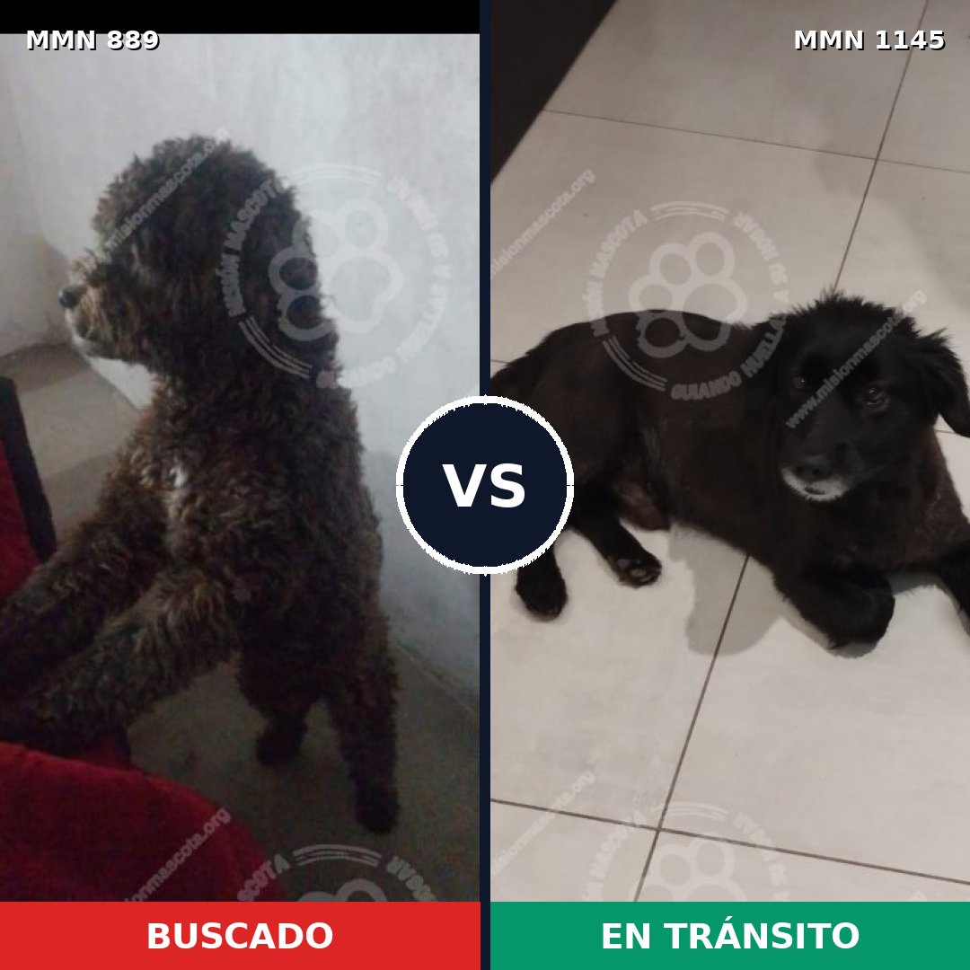 Comparativa MMS 17074: mascota perdida y mascota encontrada, 51% de similitud