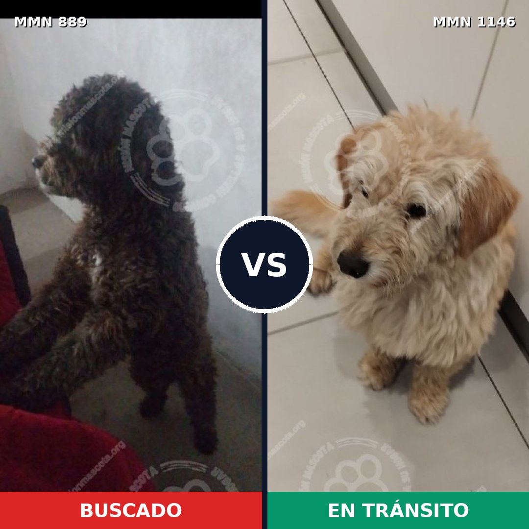 Comparativa MMS 17075: mascota perdida y mascota encontrada, 40% de similitud