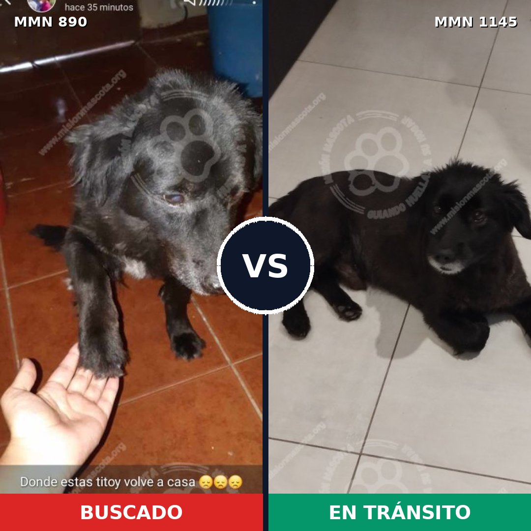 Comparativa MMS 17077: mascota perdida y mascota encontrada, 52% de similitud