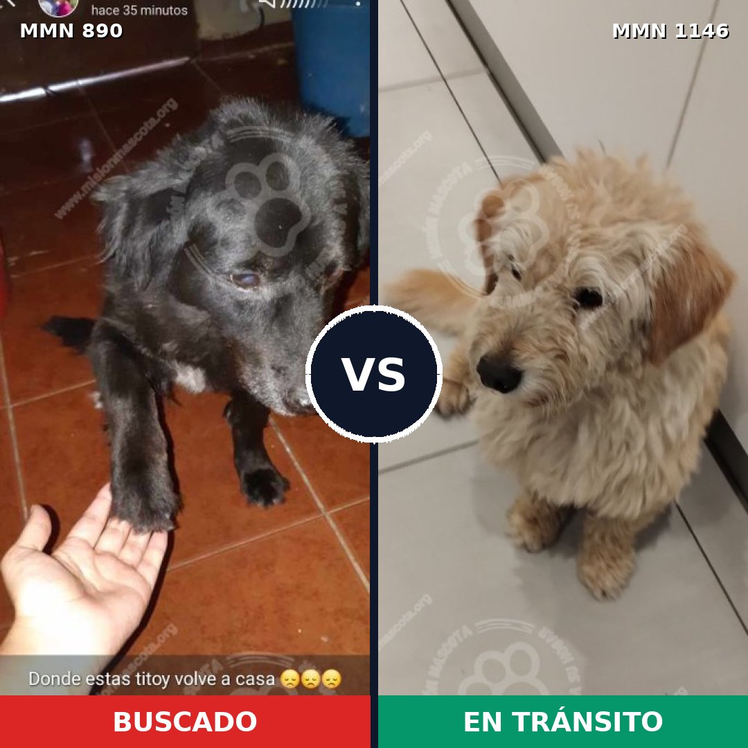 Comparativa MMS 17078: mascota perdida y mascota encontrada, 40% de similitud