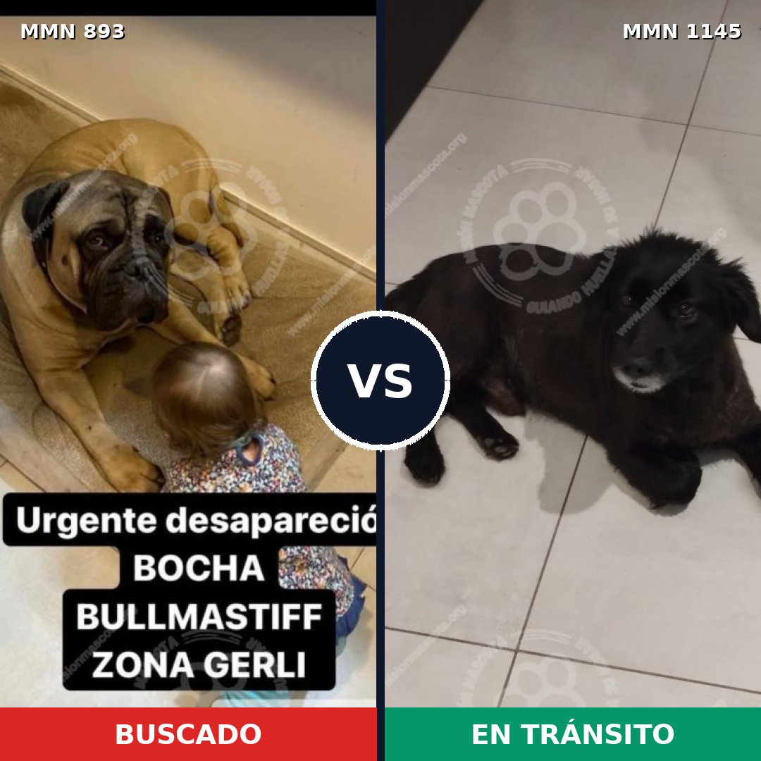 Comparativa MMS 17080: mascota perdida y mascota encontrada, 32% de similitud