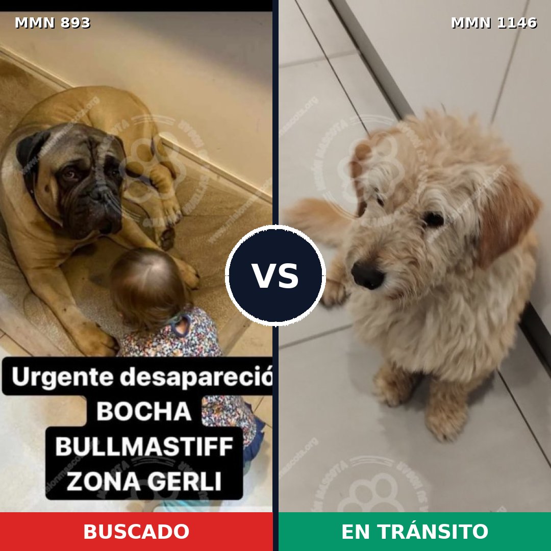 Comparativa MMS 17081: mascota perdida y mascota encontrada, 28% de similitud