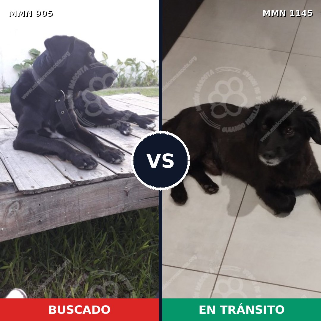 Comparativa MMS 17086: mascota perdida y mascota encontrada, 92% de similitud
