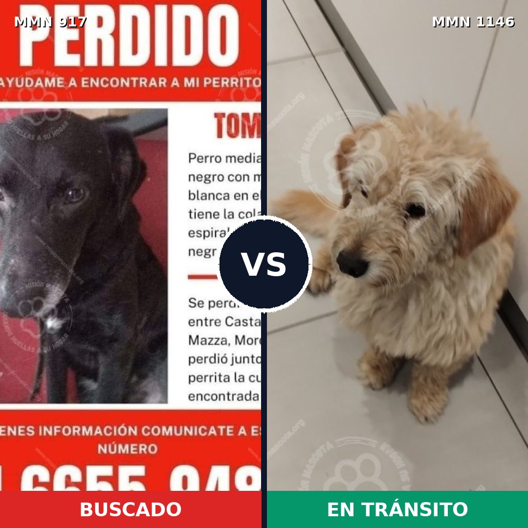 Comparativa MMS 17093: mascota perdida y mascota encontrada, 48% de similitud