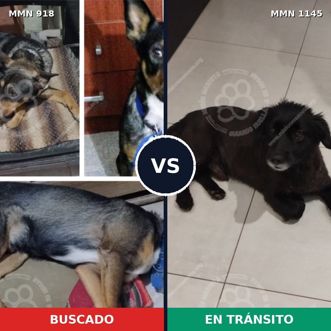 Comparativa MMS 17095: mascota perdida y mascota encontrada, 47% de similitud