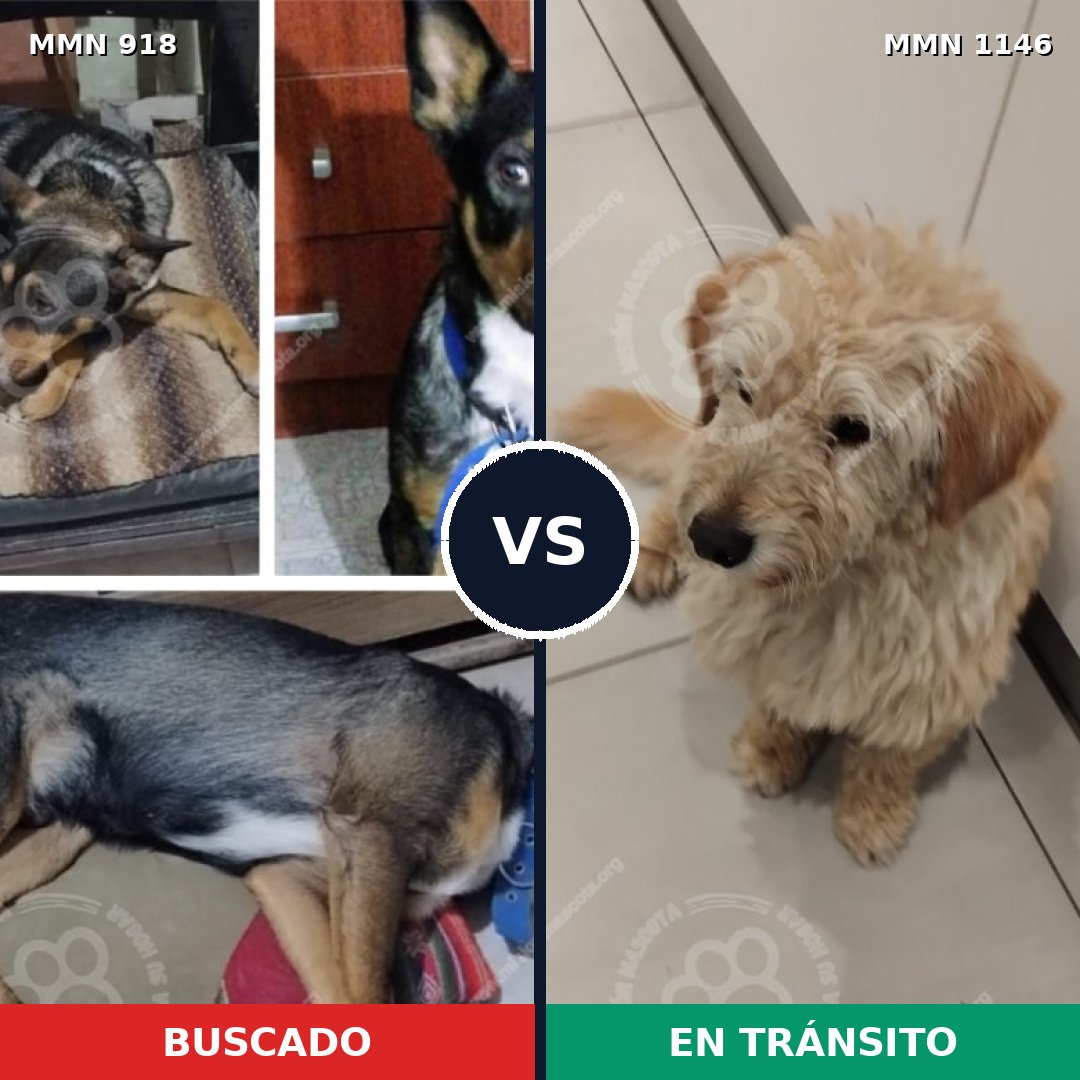 Comparativa MMS 17096: mascota perdida y mascota encontrada, 40% de similitud