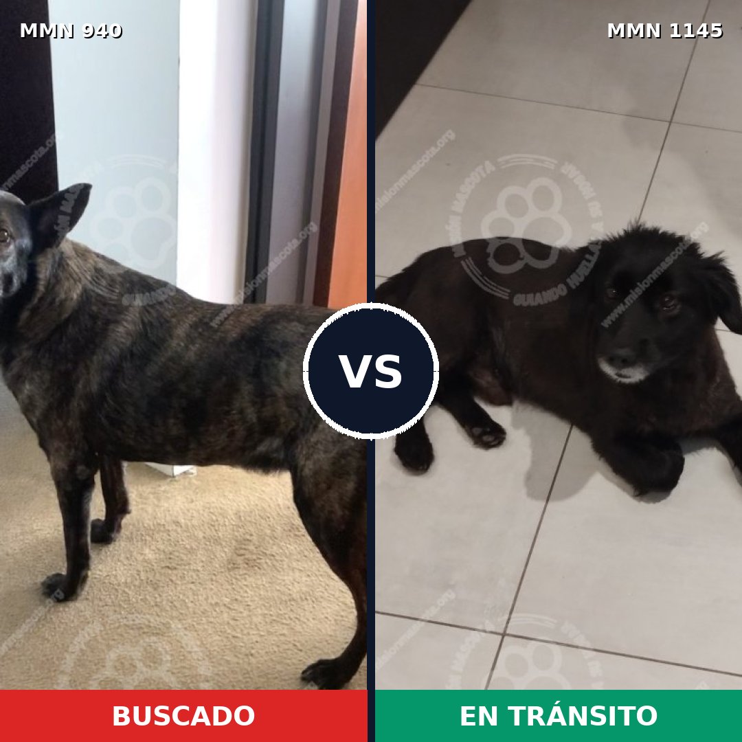 Comparativa MMS 17101: mascota perdida y mascota encontrada, 53% de similitud