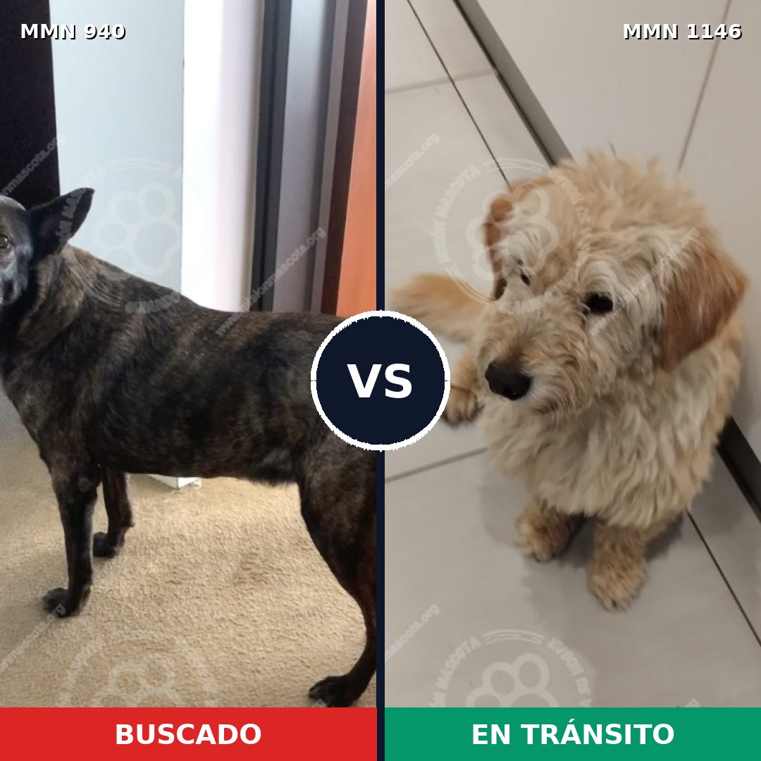 Comparativa MMS 17102: mascota perdida y mascota encontrada, 48% de similitud