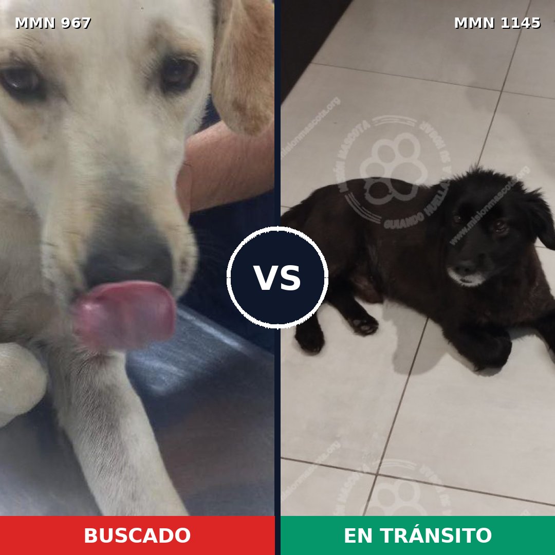 Comparativa MMS 17110: mascota perdida y mascota encontrada, 66% de similitud
