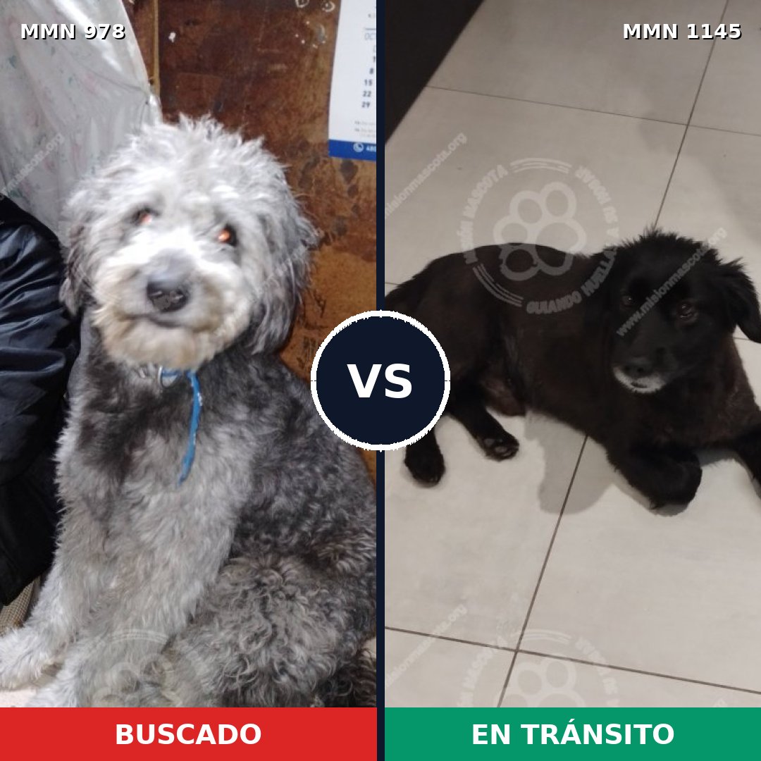 Comparativa MMS 17116: mascota perdida y mascota encontrada, 57% de similitud