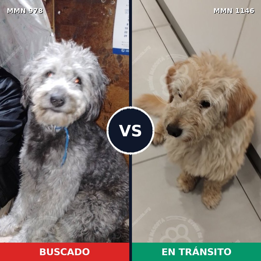 Comparativa MMS 17117: mascota perdida y mascota encontrada, 53% de similitud