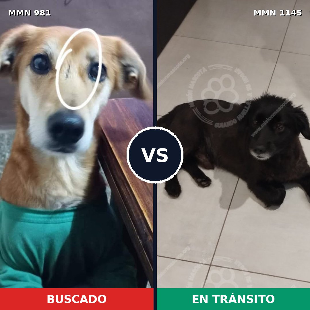 Comparativa MMS 17119: mascota perdida y mascota encontrada, 81% de similitud
