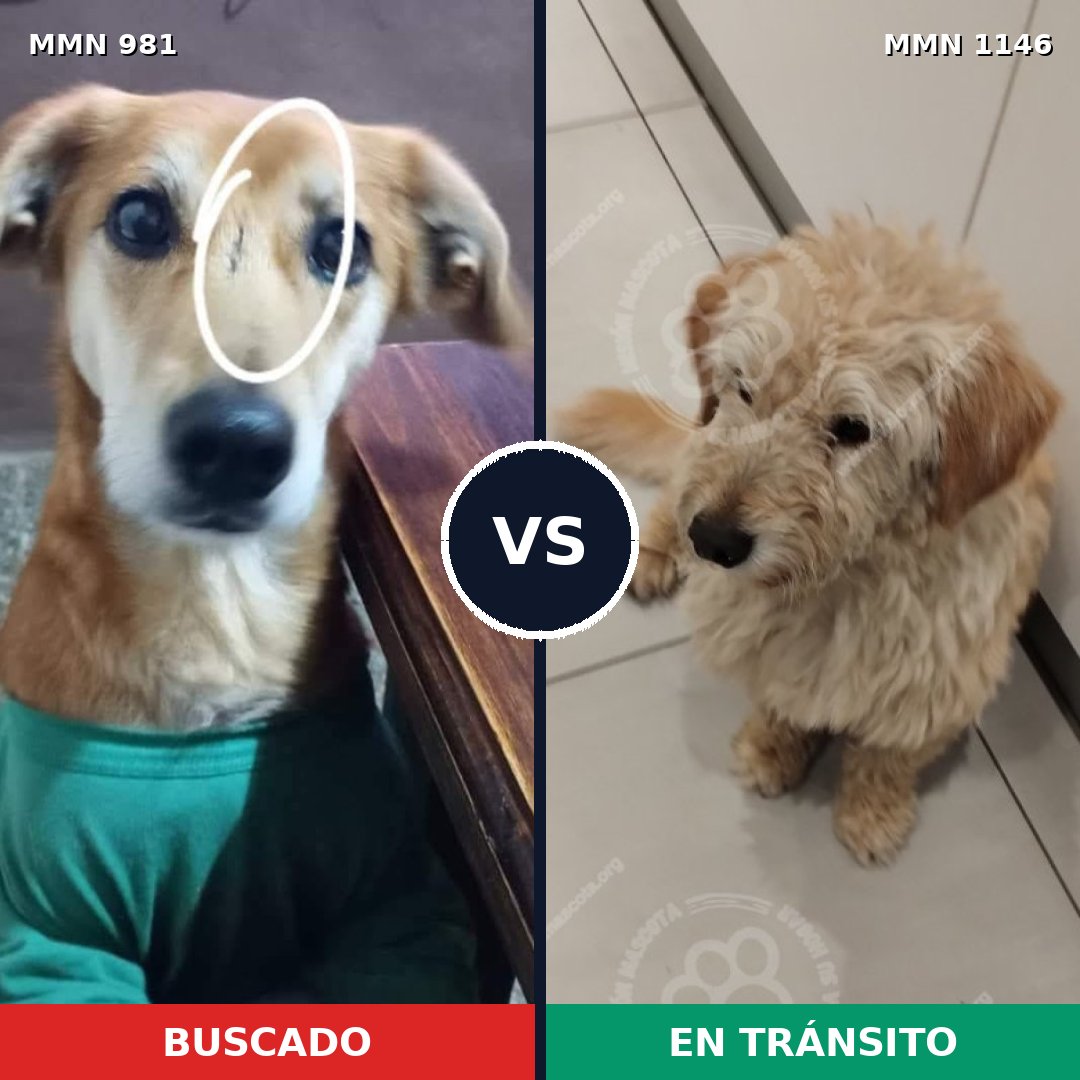 Comparativa MMS 17120: mascota perdida y mascota encontrada, 73% de similitud