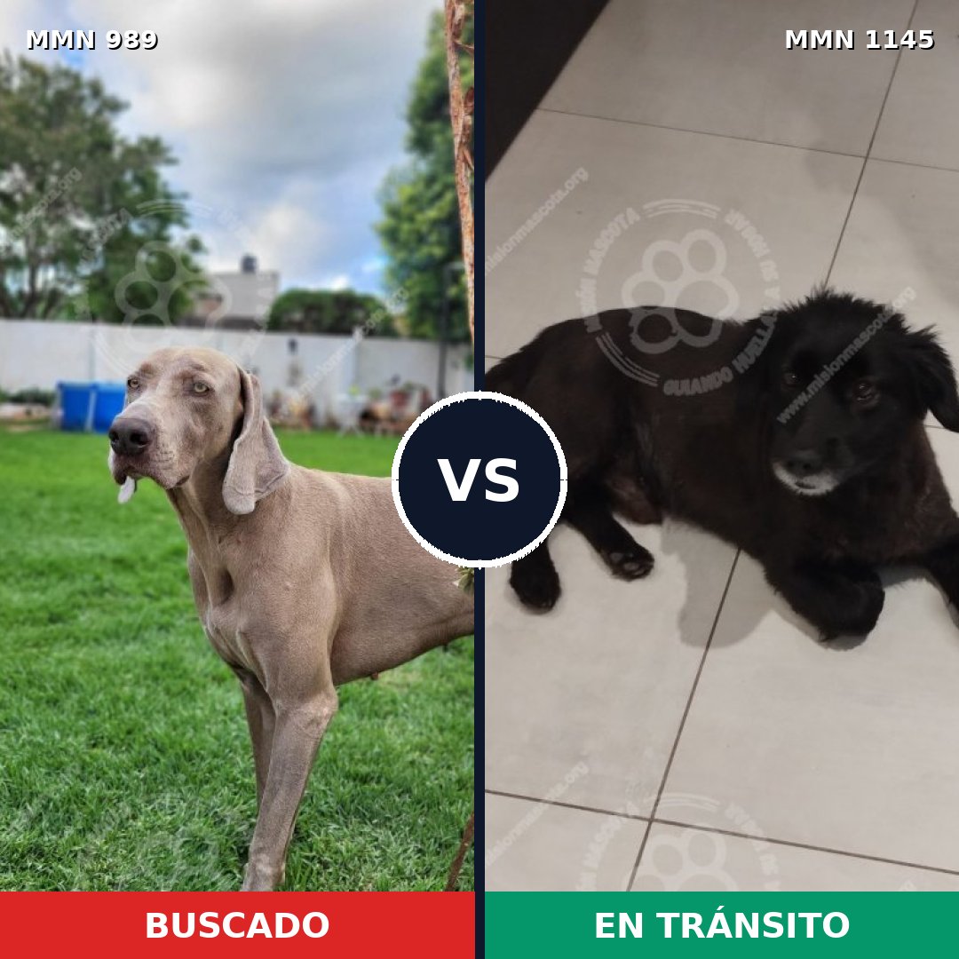 Comparativa MMS 17122: mascota perdida y mascota encontrada, 42% de similitud