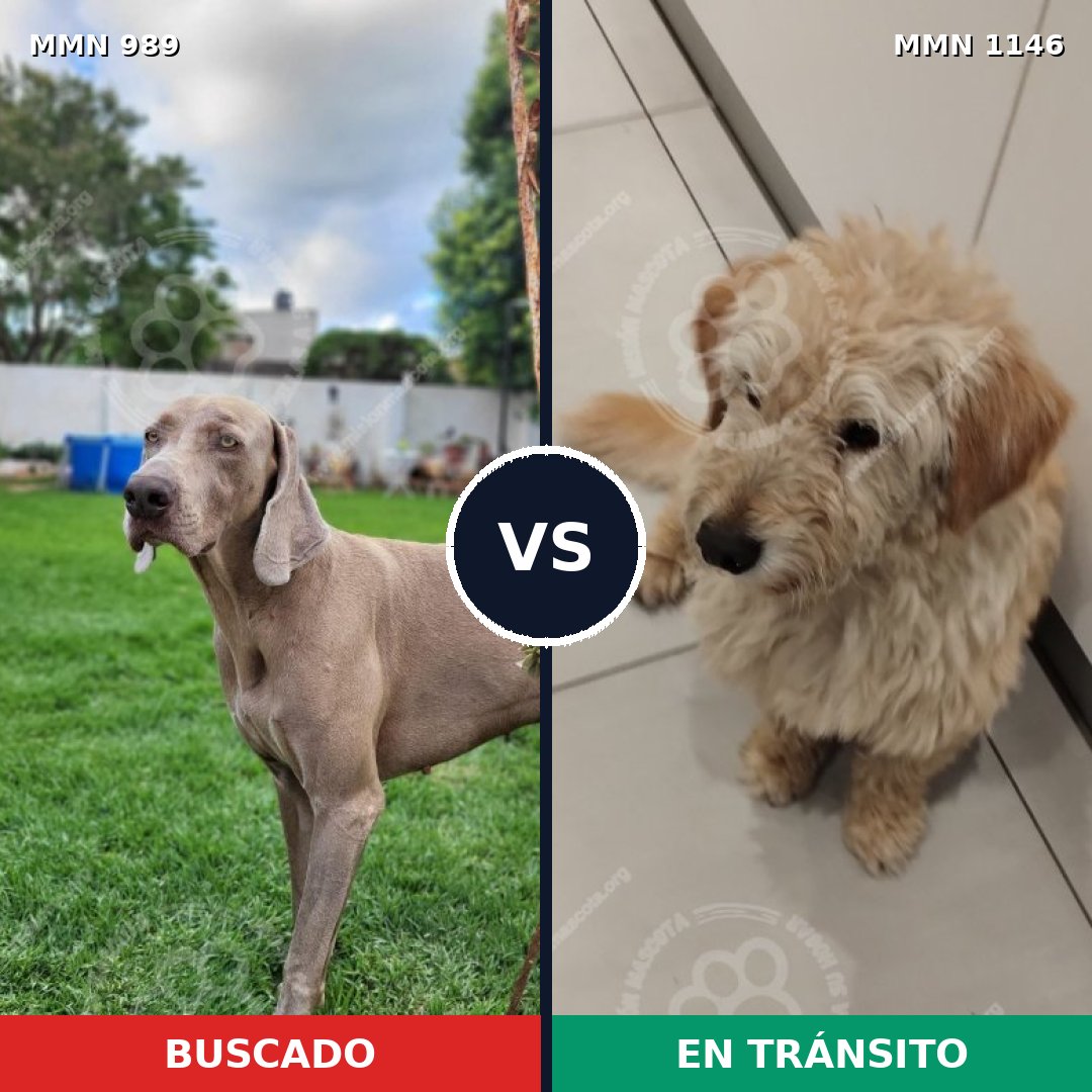 Comparativa MMS 17123: mascota perdida y mascota encontrada, 40% de similitud