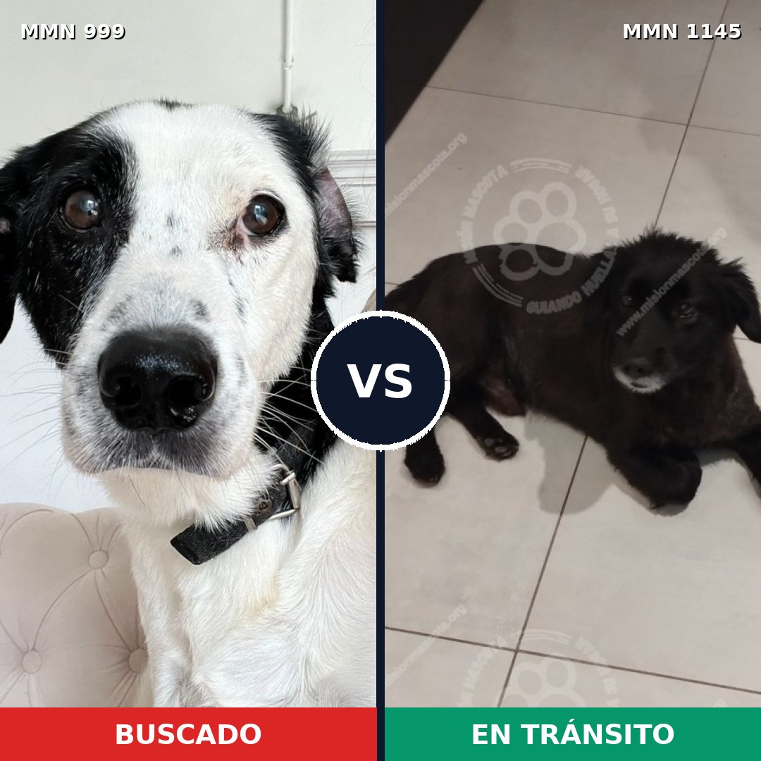 Comparativa MMS 17125: mascota perdida y mascota encontrada, 53% de similitud