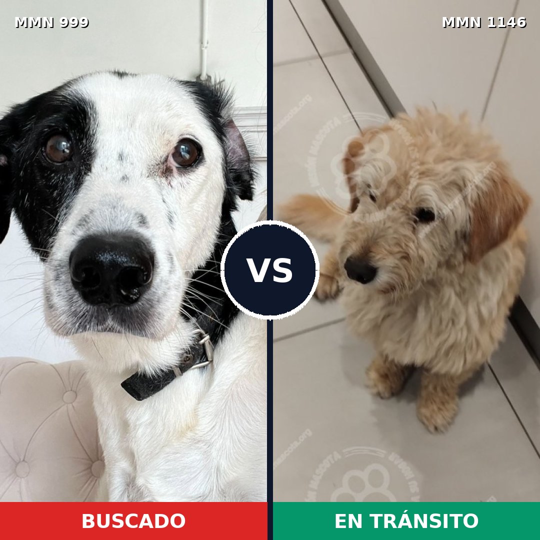 Comparativa MMS 17126: mascota perdida y mascota encontrada, 46% de similitud