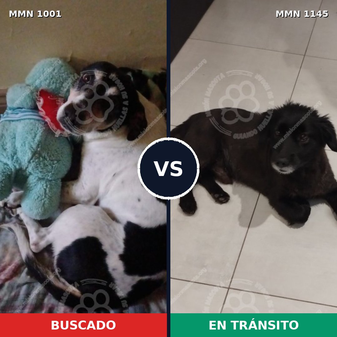 Comparativa MMS 17128: mascota perdida y mascota encontrada, 82% de similitud