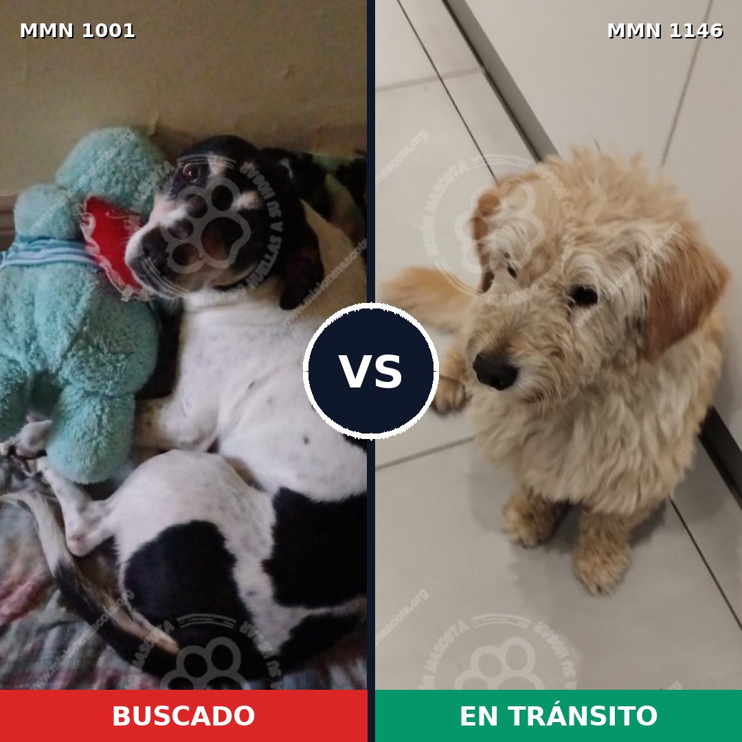 Comparativa MMS 17129: mascota perdida y mascota encontrada, 64% de similitud