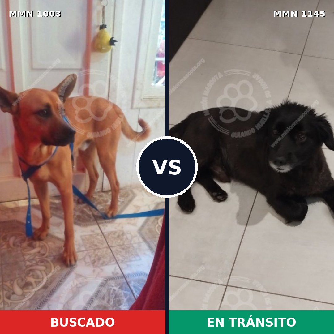Comparativa MMS 17131: mascota perdida y mascota encontrada, 44% de similitud
