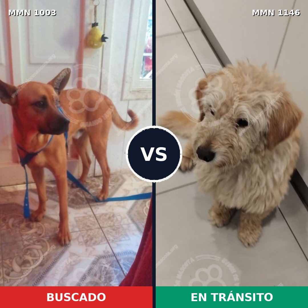Comparativa MMS 17132: mascota perdida y mascota encontrada, 41% de similitud