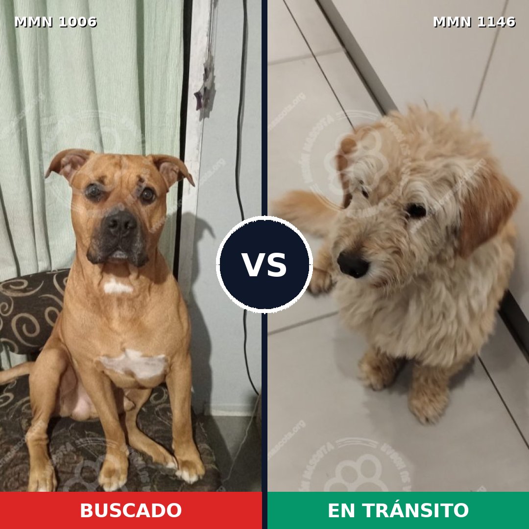 Comparativa MMS 17135: mascota perdida y mascota encontrada, 69% de similitud