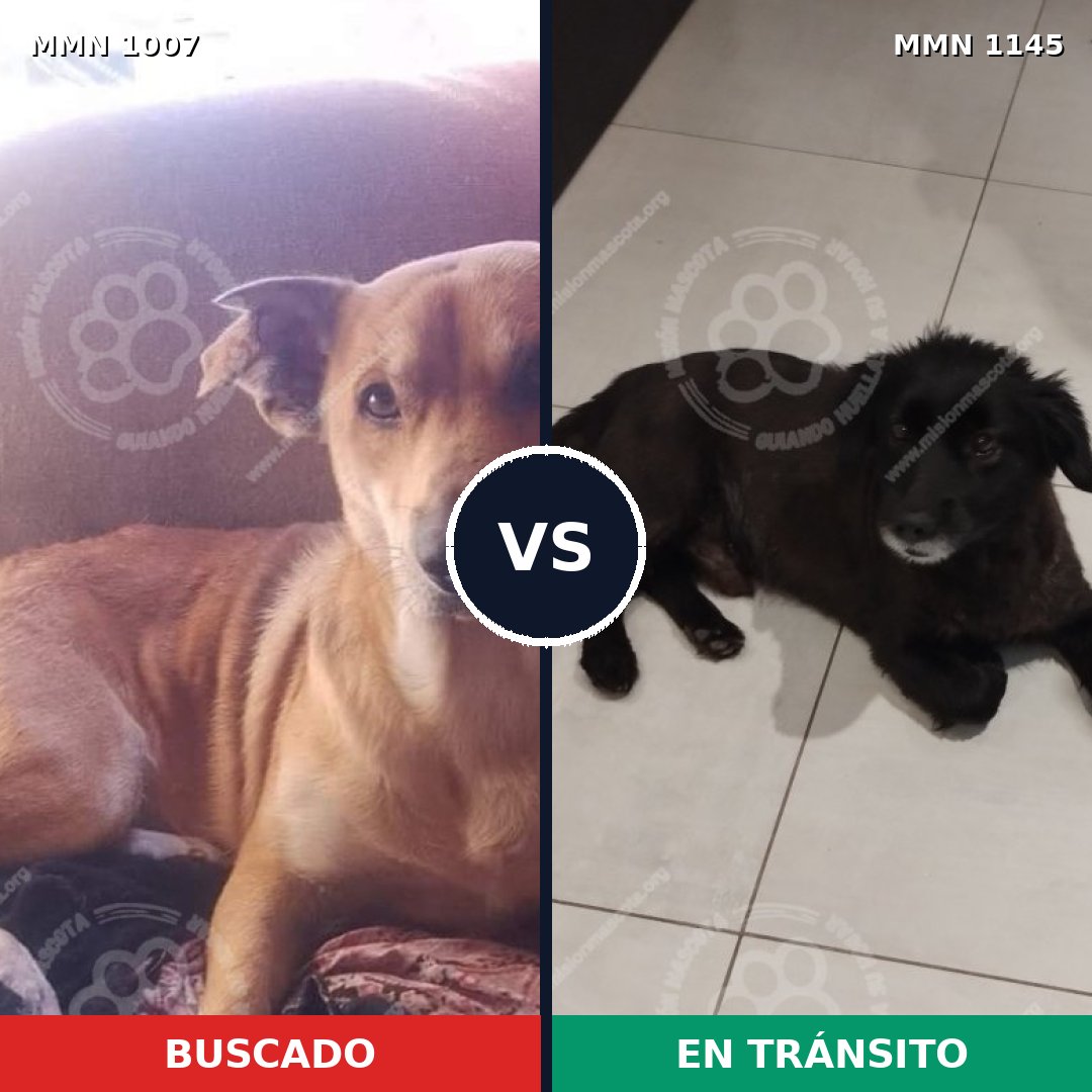 Comparativa MMS 17137: mascota perdida y mascota encontrada, 81% de similitud