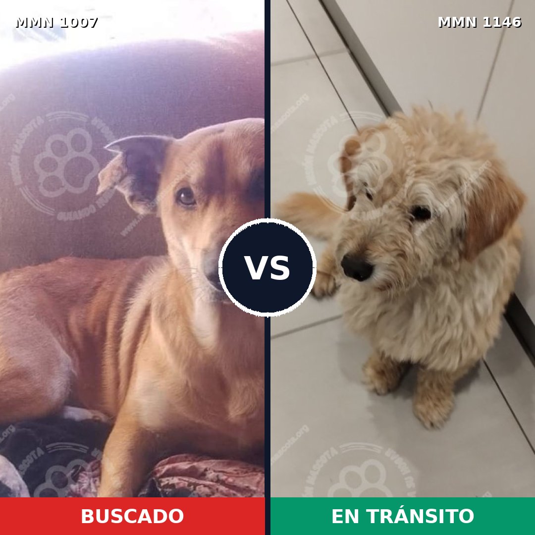 Comparativa MMS 17138: mascota perdida y mascota encontrada, 87% de similitud