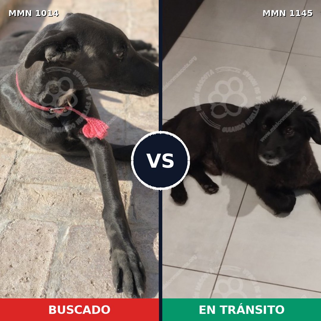 Comparativa MMS 17140: mascota perdida y mascota encontrada, 52% de similitud