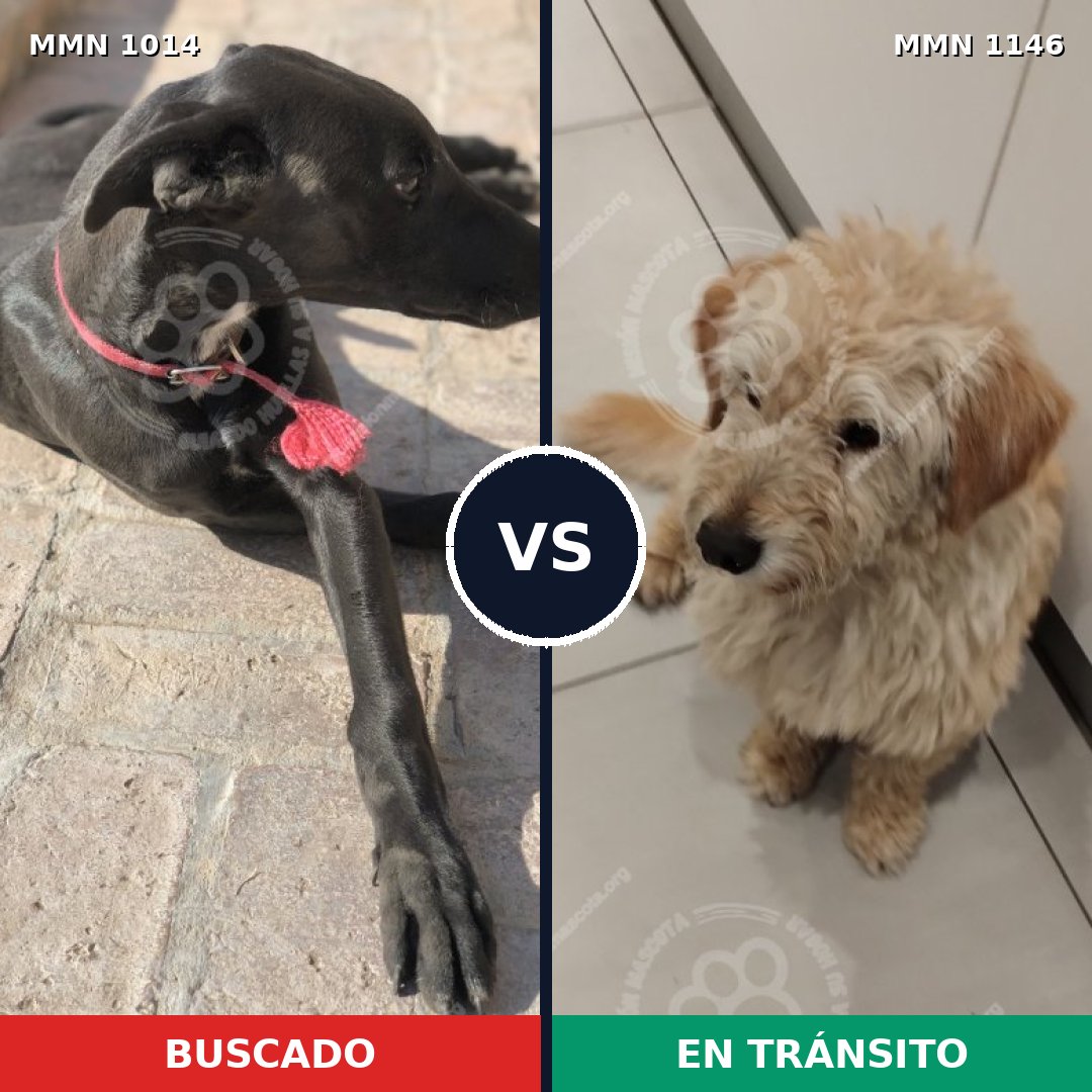 Comparativa MMS 17141: mascota perdida y mascota encontrada, 30% de similitud