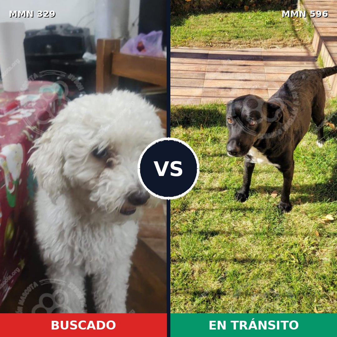 Comparativa MMS 17142: mascota perdida y mascota encontrada, 29% de similitud