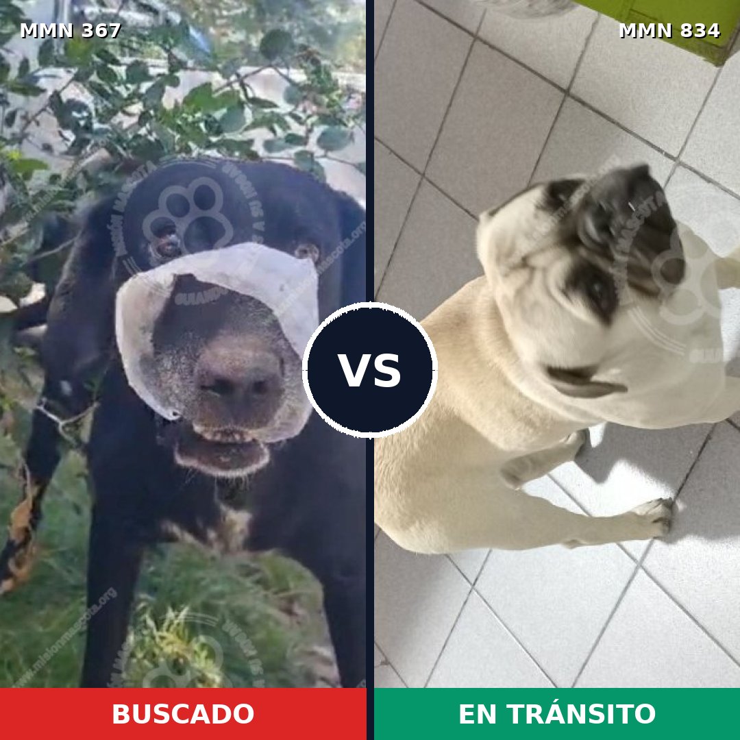 Comparativa MMS 17144: mascota perdida y mascota encontrada, 18% de similitud