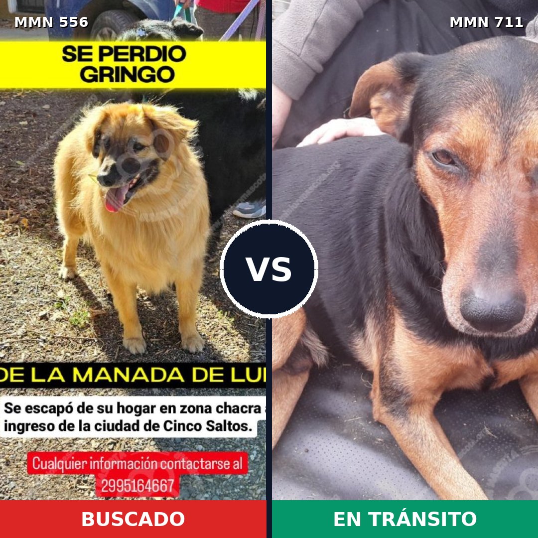 Comparativa MMS 17146: mascota perdida y mascota encontrada, 57% de similitud