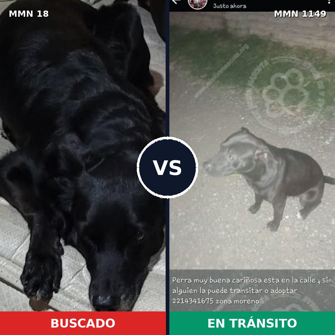 Comparativa MMS 17148: mascota perdida y mascota encontrada, 45% de similitud