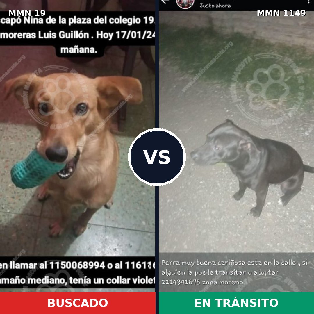 Comparativa MMS 17149: mascota perdida y mascota encontrada, 42% de similitud