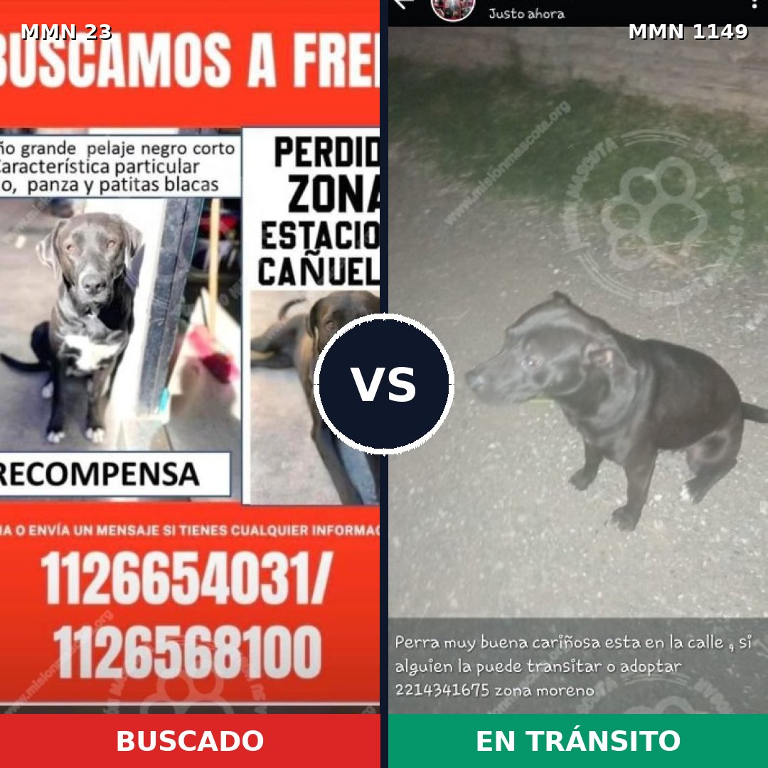 Comparativa MMS 17150: mascota perdida y mascota encontrada, 45% de similitud