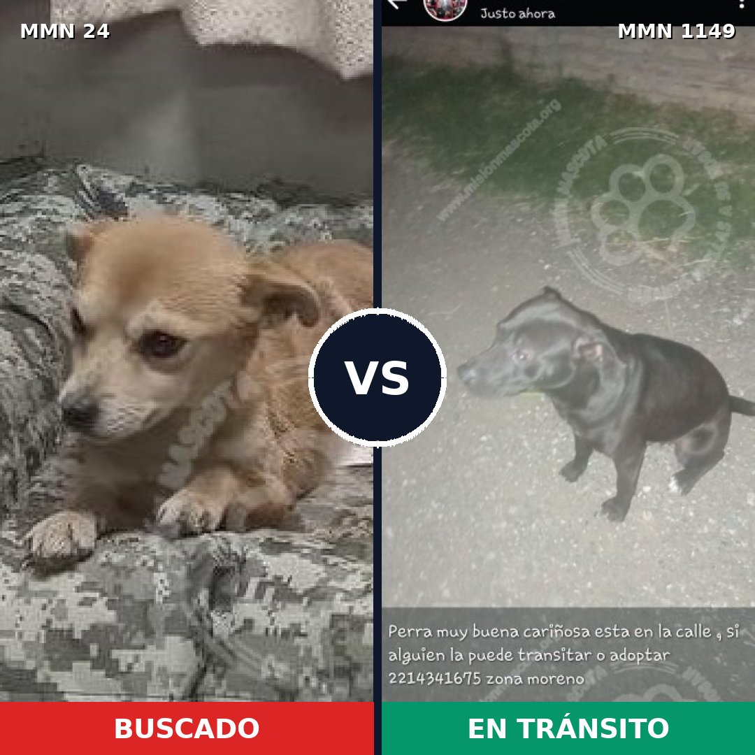 Comparativa MMS 17151: mascota perdida y mascota encontrada, 29% de similitud