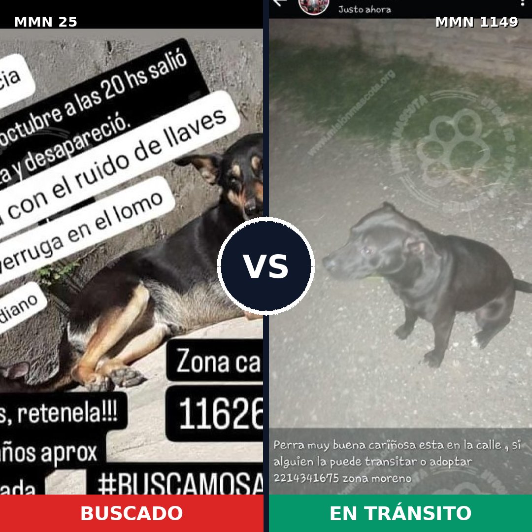 Comparativa MMS 17152: mascota perdida y mascota encontrada, 49% de similitud