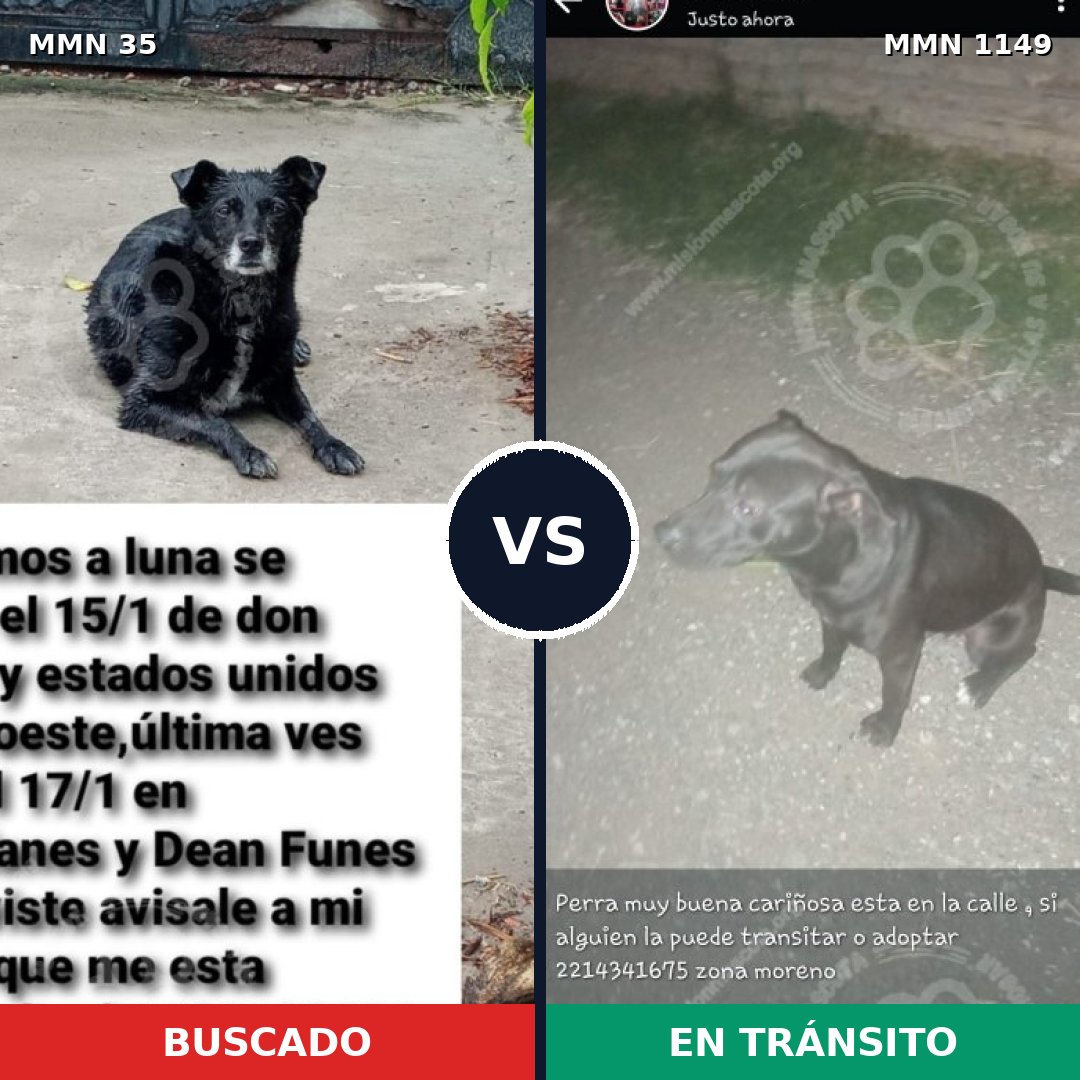 Comparativa MMS 17154: mascota perdida y mascota encontrada, 35% de similitud