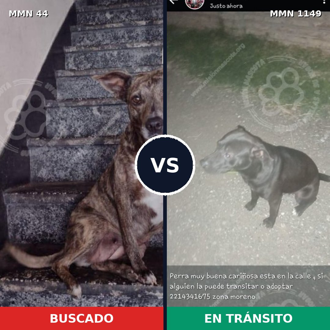 Comparativa MMS 17155: mascota perdida y mascota encontrada, 36% de similitud