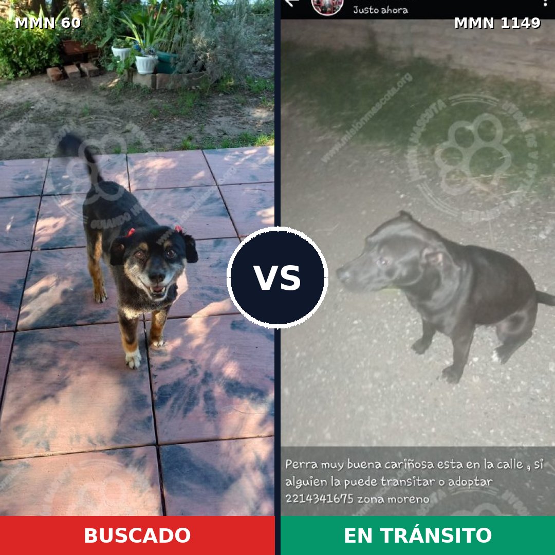Comparativa MMS 17157: mascota perdida y mascota encontrada, 53% de similitud