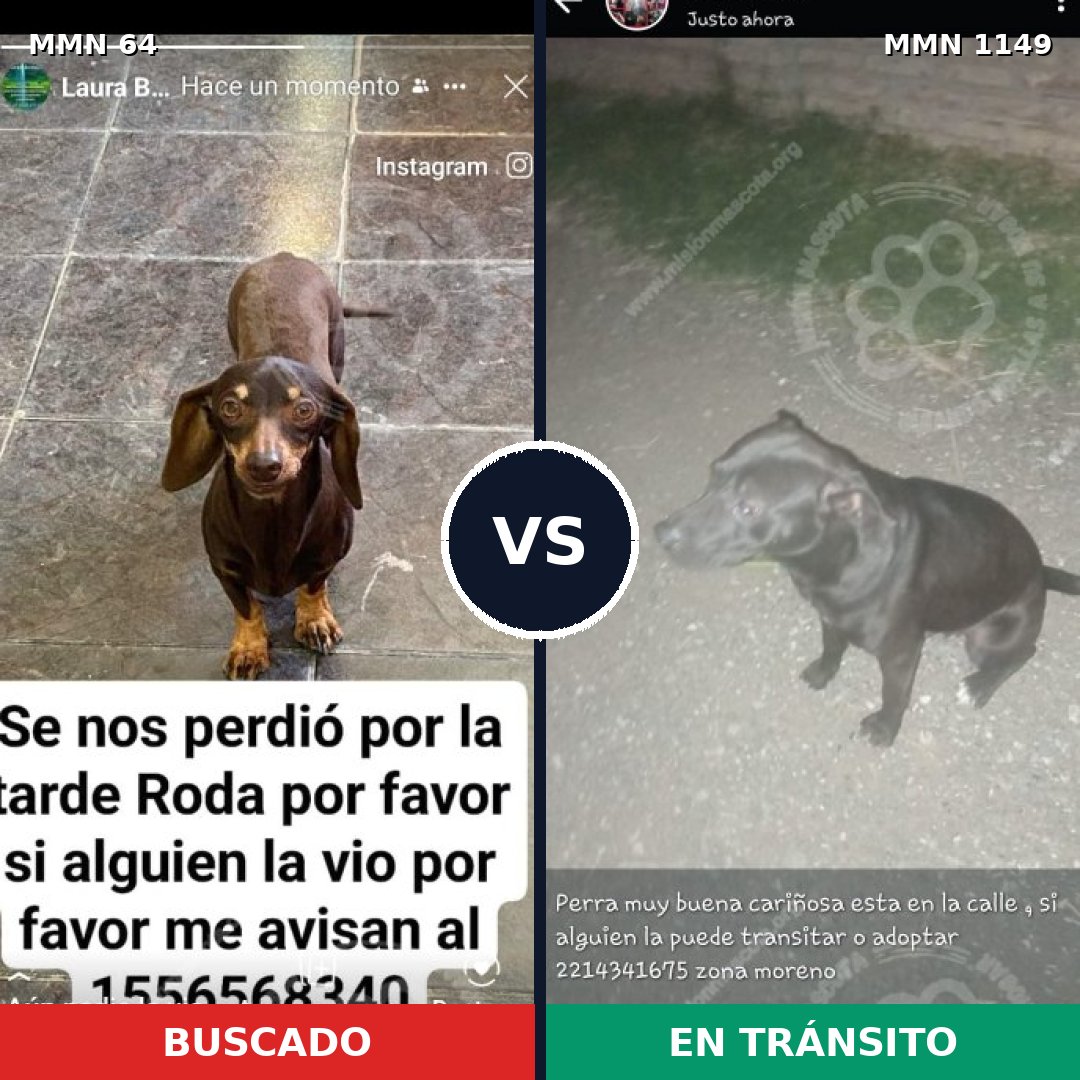 Comparativa MMS 17158: mascota perdida y mascota encontrada, 37% de similitud